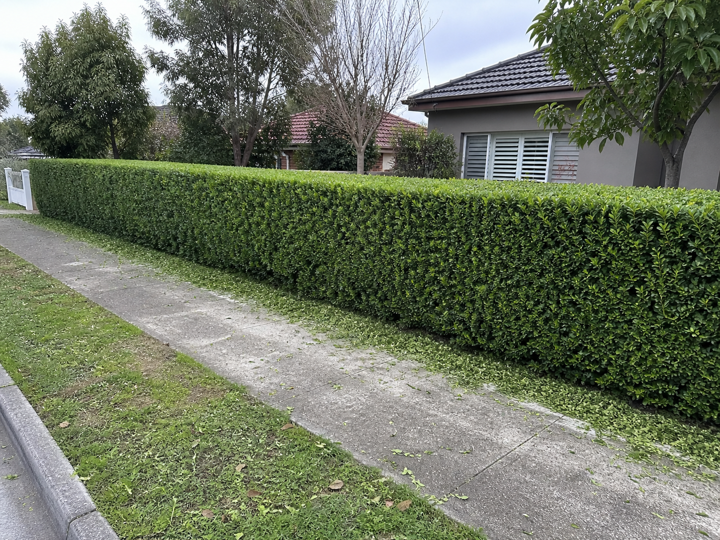 Precision hedge and shrub trimming service in Melbourne, manicured garden borders shaped by Mow It Up