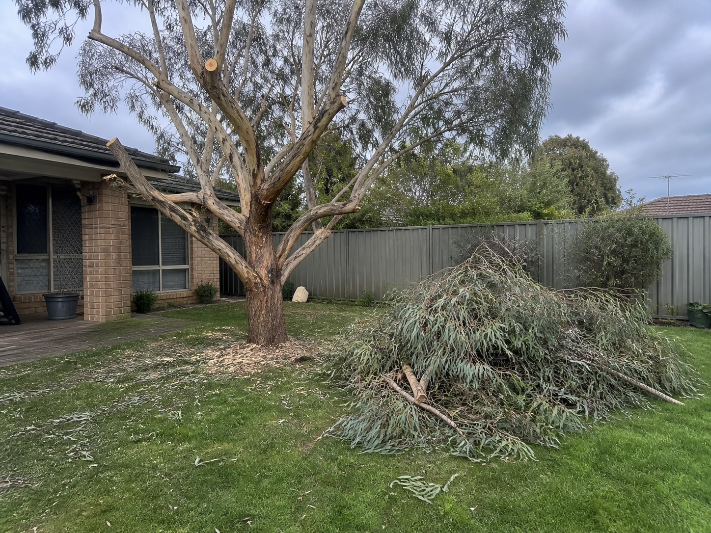 Tree pruning and removal service in Melbourne, professional arborist work carried out by Mow It Up landscaping
